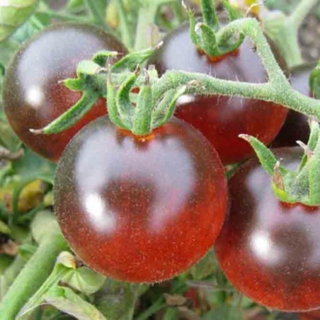 1.95 Gypsy Tomato Seeds