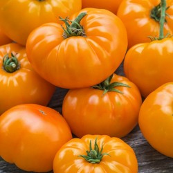 Orange Tomate Samen Beefsteak Alte Sorte 2.15 - 1
