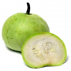 Tinda Seeds, Apple Gourd (Praecitrullus fistulosus) 2.35 - 1