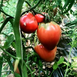 Sementes de Tomate VAL Variedade de Eslovênia 2 - 2