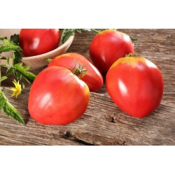 Sementes de Tomate VAL Variedade de Eslovênia 2 - 3