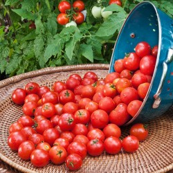 Paradiso Midi Rispen tomato seeds 1.85 - 2