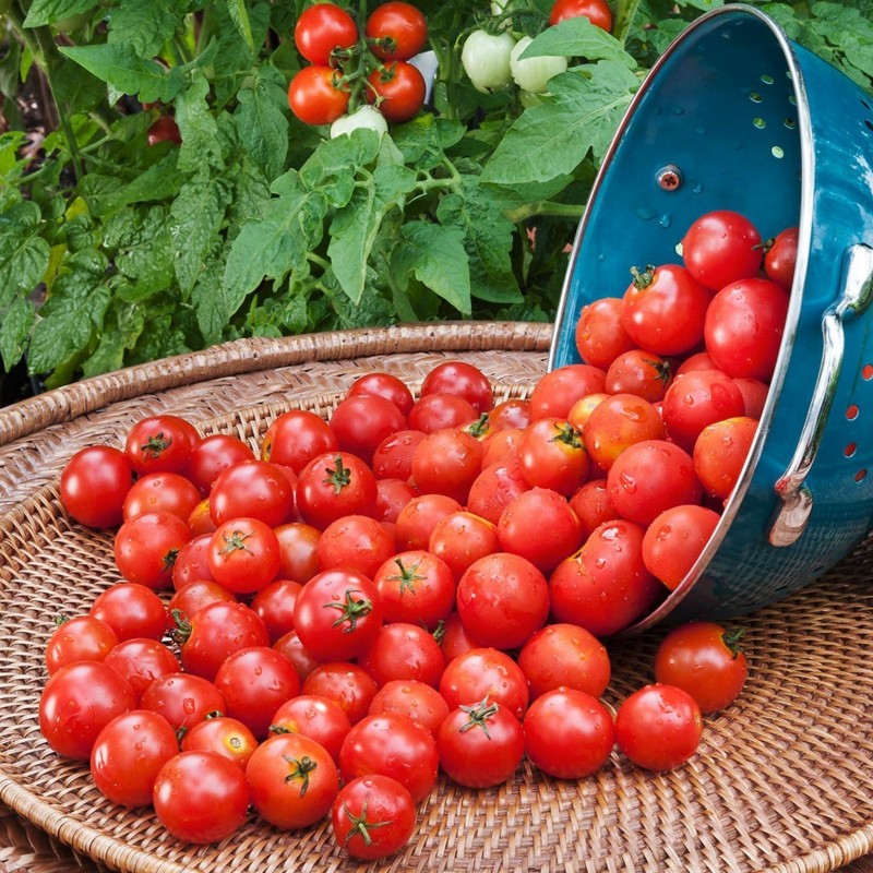 Semillas de tomate Paradiso Midi Rispen 1.85 - 2