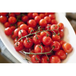 Semillas de tomate Paradiso Midi Rispen 1.85 - 3
