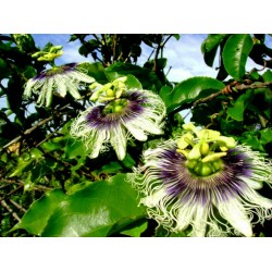 Passiflora x flavicarpa / Fruit de la passion / Grenadille