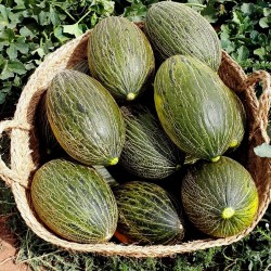 Semi di Melone Piel De Sapo (Cucumis melo) 1.849999 - 2