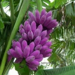 Бирманские синие банановые семена (Musa itinerans) 3.05 - 1