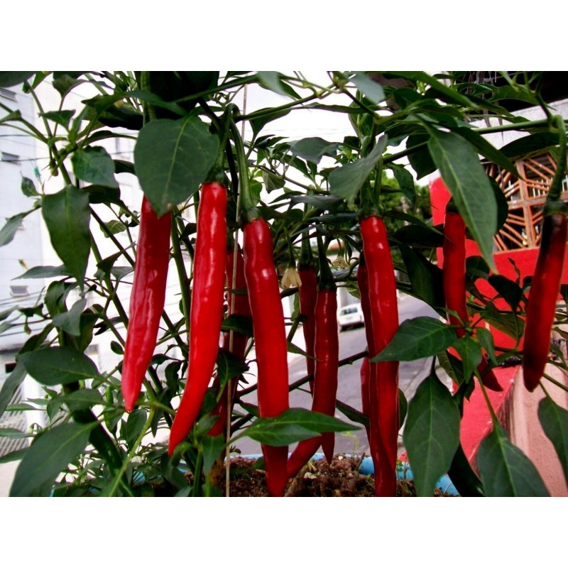 1.85 Graines de Piments Cayenne Long Slim