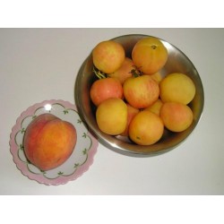 Garden Peach Tomatfrön