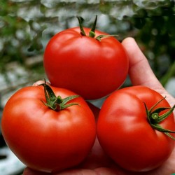 Tomatfrön Saint Pierre 1.5 - 1