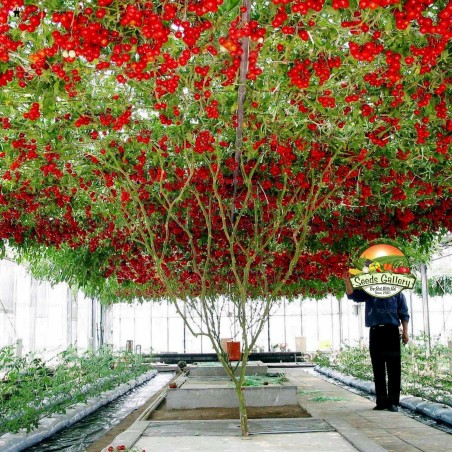2.85 Sementes gigantes de tomate italiano