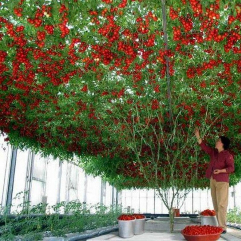 2.85 Semillas de tomate de árbol italiano gigante