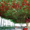 2.85 Semillas de tomate de árbol italiano gigante