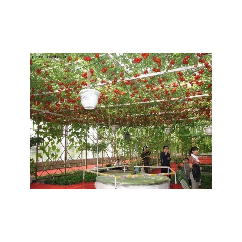 2.85 Semillas de tomate de árbol italiano gigante