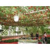 2.85 Semillas de tomate de árbol italiano gigante