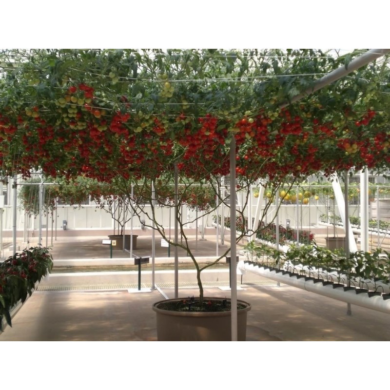 2.85 Semillas de tomate de árbol italiano gigante