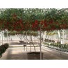 2.85 Sementes gigantes de tomate italiano