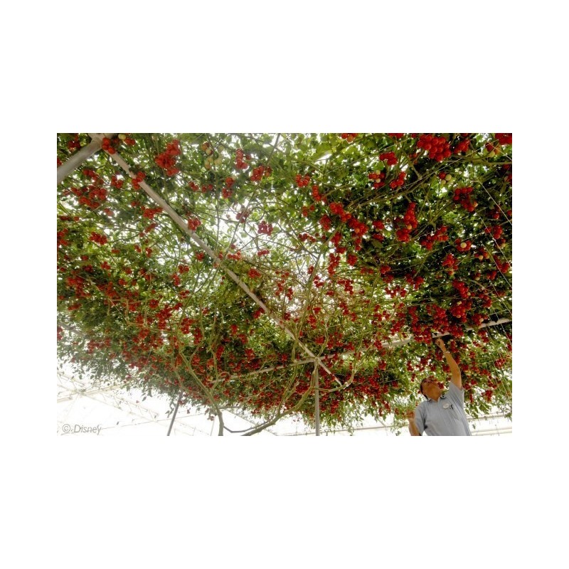 2.85 Semillas de tomate de árbol italiano gigante