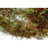 2.85 Semillas de tomate de árbol italiano gigante