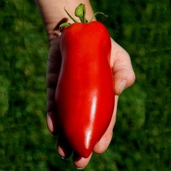 JERSEY DEVIL - Jersey jäkel tomatfrön 1.95 - 1