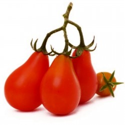 Σπόροι Ντομάτα Κόκκινο αχλάδι - Red Pear 1.9 - 1