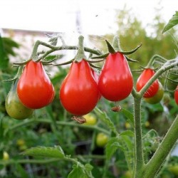 Red Pear Tomato Seeds 1.9 - 2