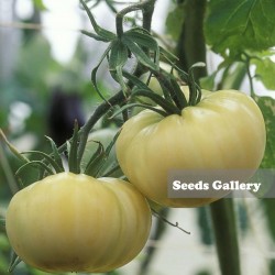 Σπόροι Ντομάτα Λευκό Wonder 1.65 - 2