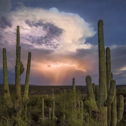 Semi di Saguaro Cactus (Carnegiea gigantea) 1.8 - 2