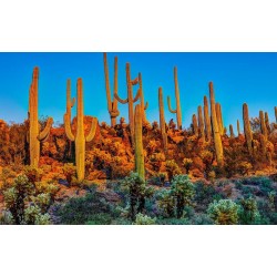 Semi di Saguaro Cactus (Carnegiea gigantea) 1.8 - 5