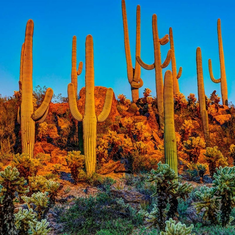 Saguaro Cactus seeds Carnegiea gigantea 