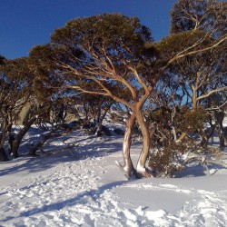 Schnee-Eukalyptus - Winterhart -23 °C 2.05 - 1