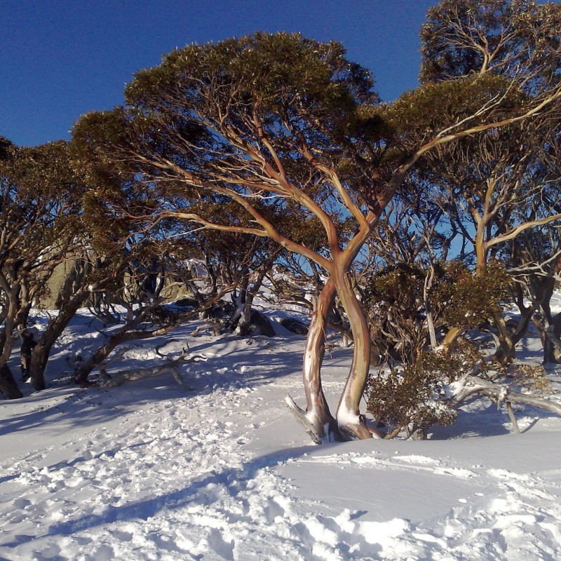 Snow Gum Eucalyptus Seeds - Hardy −23 °C  - 1