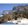 Snöeukalyptus Frö −23 °C (Eucalyptus pauciflora) - 8
