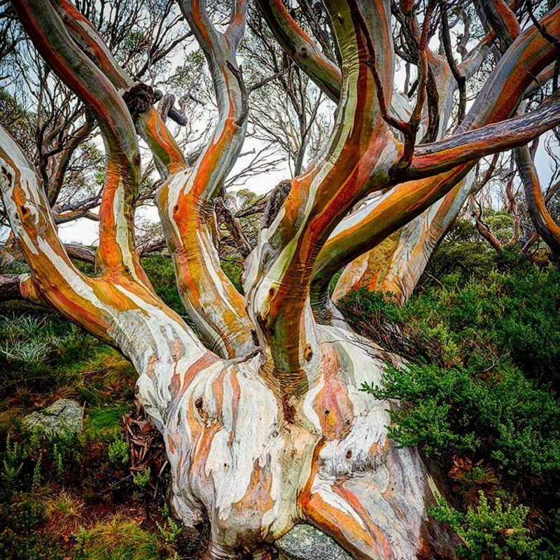 Snow Gum Eucalyptus Seeds - Hardy −23 °C  - 9