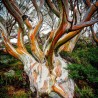 Snow Gum Eucalyptus Seeds - Hardy −23 °C  - 9