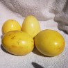 Giant Yellow Passion Fruit Seeds (Passiflora Flavicarpa)  - 5