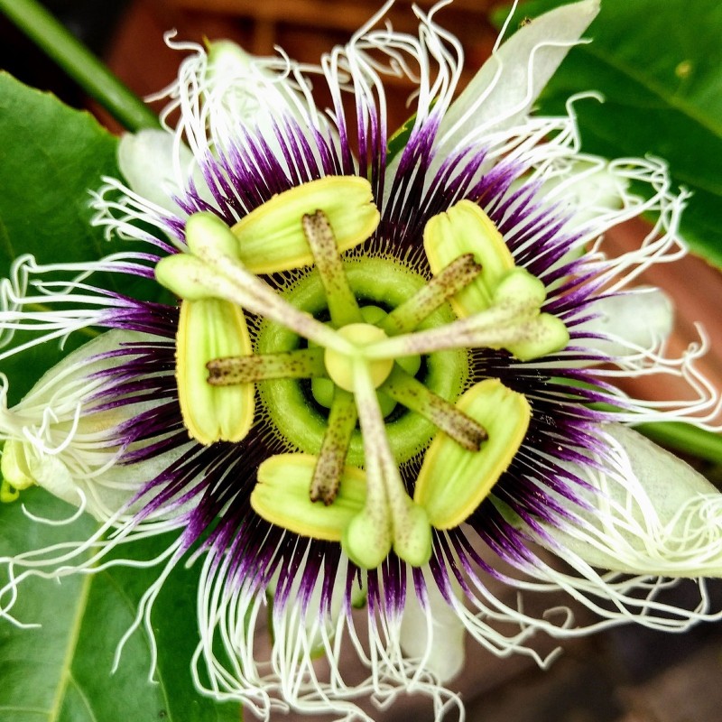 Semillas de Maracuyá Gigante Amarilla (Passiflora flavicarpa)  - 6