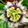 Jätte Gula Passion frukt frön (Passiflora flavicarpa)  - 6