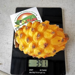 Pitaya, Pitahaya, Dragon Fruit Yellow Seeds 2.5 - 2