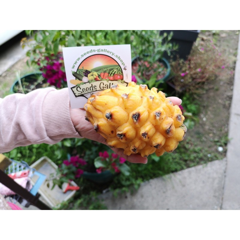 Pitaya Amarela, Sementes de Fruta do Dragão Amarela (Selenicereus megalanthus) | Price: 2,50 € 🌳🌼🌸🌿🌱🍉