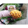 Zmajevo Voce Zuti Dragon Fruit Seme (Selenicereus megalanthus) | Price: 2,50 € 🌳🌼🌸🌿🌱🍉