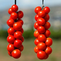 Spanska hängande tomatfrön 1.75 - 1