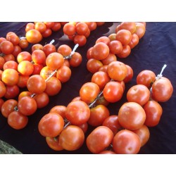 Ισπανικά Κρεμαστό ντομάτα σπόροι 1.75 - 3