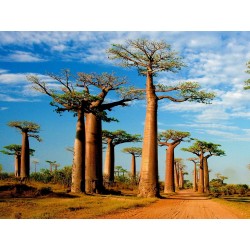 Sementes De Baobá (Baobab) (Adonsonia digitata) 1.85 - 3