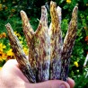2.5 Graines de Haricot Merveille de Piemonte