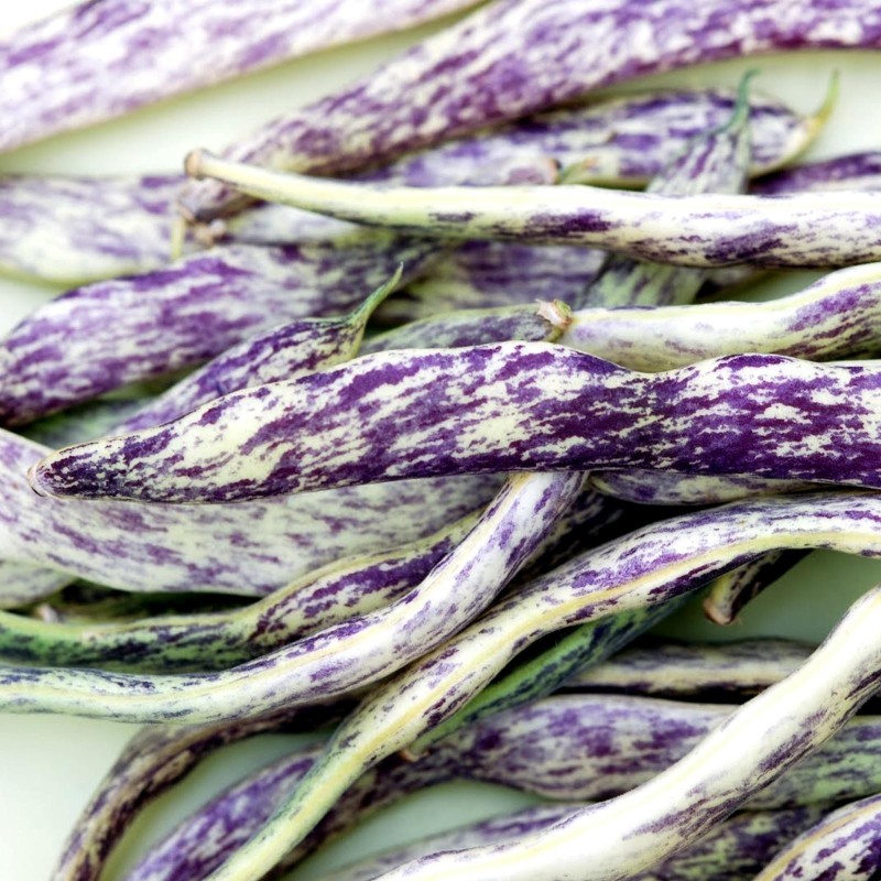 2.5 Bean Seeds Merveille de Piemonte