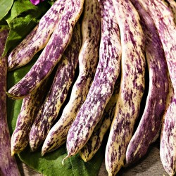 2.5 Graines de Haricot Merveille de Piemonte