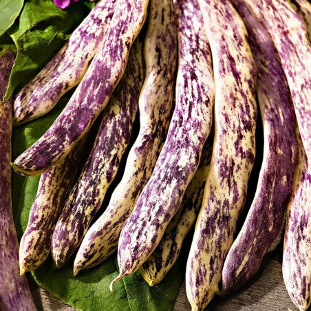 2.5 Böna Frön Merveille de Piemonte