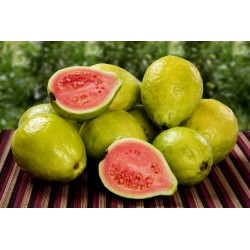 Guave Guajava Seeds bis Trockene Standorte Graines - 40 Saatgut Halb 