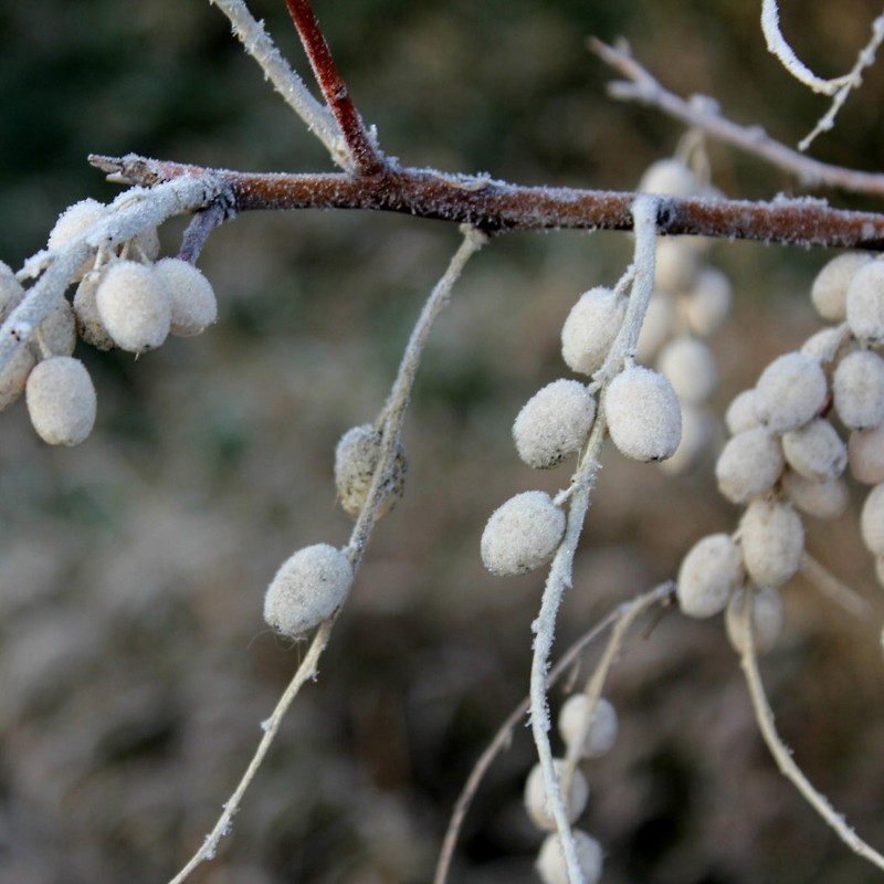 Silverberry Russian Olive seeds (Elaeagnus angustifolia) | Price: 2,55 € 🌳🌼🌸🌿🌱🍉